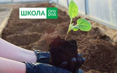 Как вырастить рассаду баклажанов – пошаговый мастер-класс с фото - ogorod.ru