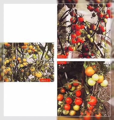 Что вырастет из семян собранных с гибридов томатов F1 – мои отзывы и фото - vsaduidoma.com