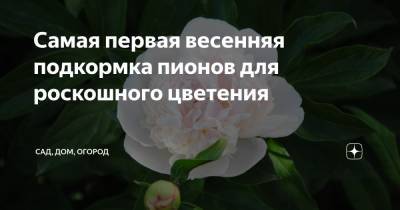 Самая первая весенняя подкормка пионов для роскошного цветения - zen.yandex.ru