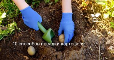 10 способов посадки картофеля - botanichka.ru