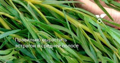Правильно вырастить эстрагон в средней полосе - botanichka.ru