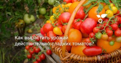 Как вырастить урожай действительно сладких томатов? - botanichka.ru - г. Виноград