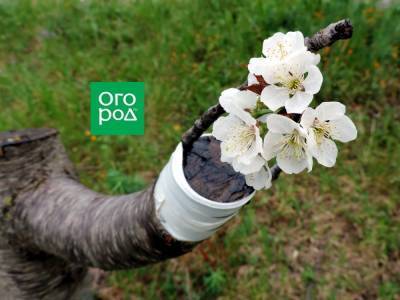 Прививка вишни – пошаговая инструкция для начинающего садовода - ogorod.ru