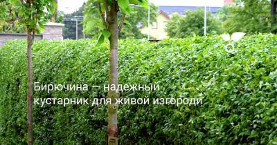 Бирючина — надежный кустарник для живой изгороди - botanichka.ru
