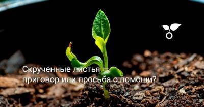 Скрученные листья — приговор или просьба о помощи? - botanichka.ru