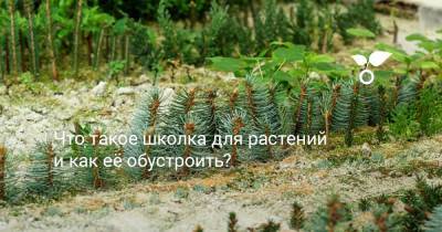 Что такое школка для растений и как её обустроить? - botanichka.ru