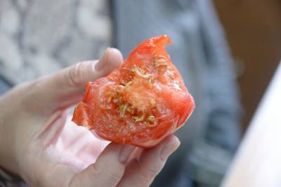 Опасно ли есть помидоры, внутри которых проросли семена? - oblgazeta.ru - Екатеринбург