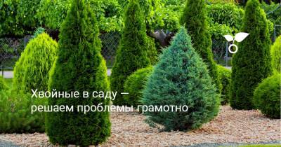 Хвойные в саду — решаем проблемы грамотно - botanichka.ru