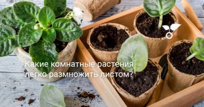Какие комнатные растения легко размножить листом? - botanichka.ru