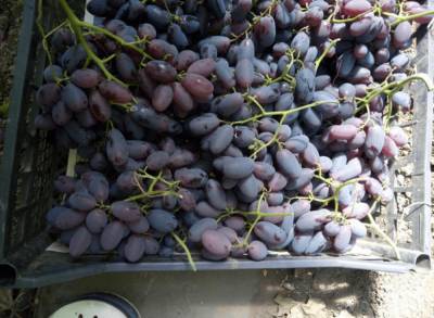 Сорт винограда Алвика: фото и описание, отзывы, видео - fermilon.ru - г. Виноград