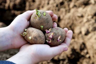 Как удобрять картофель – Правильная подкормка картошки - selomoe.ru