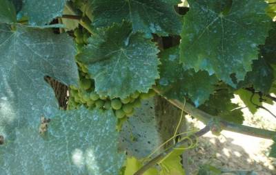Опрыскивание винограда бордосской жидкостью: осенью, весной, летом - fermilon.ru - г. Виноград