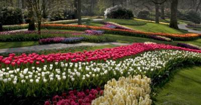 ВИДЕО. Знаменитый сад Кёкенхоф в Нидерландах опубликовал великолепные видео-туры по своей территории - rus.delfi.lv - Голландия