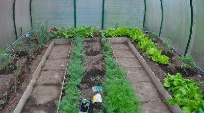 Теплица ранней весной: выращиваем на раннюю зелень лук, салат, редис и укроп - supersadovnik.ru