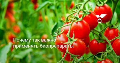 Почему так важно применять биопрепараты - botanichka.ru