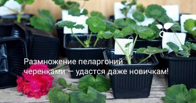 Размножение пеларгоний черенками — удастся даже новичкам! - botanichka.ru
