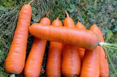 Сорт моркови Шантане: описание, фото и отзывы - fermilon.ru