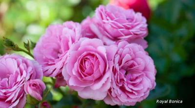 Выбираем сорт розы для посадки в сад: 33 сорта роз Мейян - supersadovnik.ru