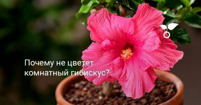 Почему не цветет комнатный гибискус? - botanichka.ru