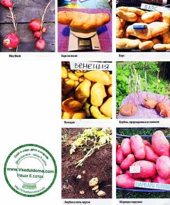 Выращивание картофеля по многоярусной технологии – хороший урожай - vsaduidoma.com