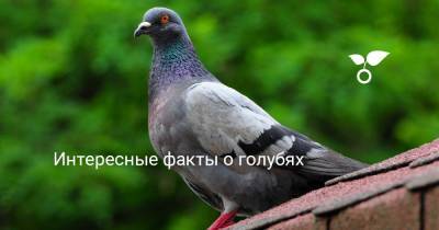 Интересные факты о голубях - botanichka.ru - Рим - Греция - Египет
