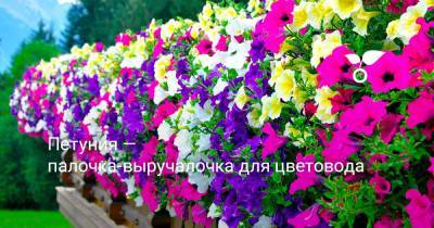 Петуния — палочка-выручалочка для цветовода - botanichka.ru