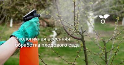 Экологичная весенняя обработка плодового сада - botanichka.ru