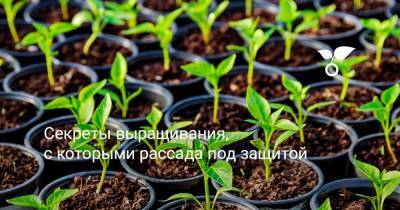 Секреты выращивания, с которыми рассада под защитой - botanichka.ru