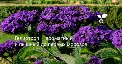 Гелиотроп — ароматный и пышный до первых морозов - botanichka.ru