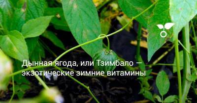 Дынная ягода, или Тзимбало — экзотические зимние витамины - botanichka.ru