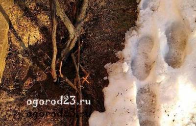 Когда открывать виноград после зимы - ogorod23.ru - г. Виноград