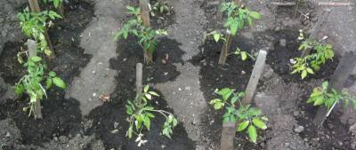 Подкормка и раскисление почвы для томата - sad-dacha-ogorod.com