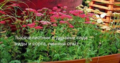 Тысячелистник в дизайне сада — виды и сорта, личный опыт - botanichka.ru
