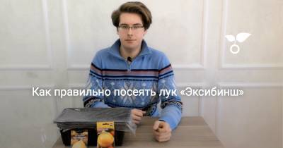 Как правильно посеять лук «Эксибинш» - botanichka.ru
