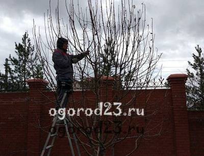 Обрезка яблони весной, когда и как – рекомендации, советы - ogorod23.ru
