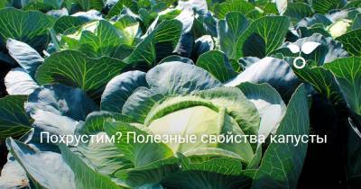 Похрустим? Полезные свойства капусты - botanichka.ru