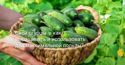 Свои огурцы — как выращивать и использовать для максимальной пользы? - botanichka.ru