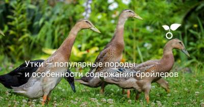 Утки — популярные породы и особенности содержания бройлеров - botanichka.ru