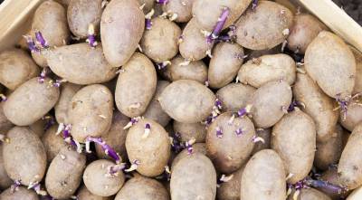 Нужно ли проращивать картофель перед посадкой и другие важные вопросы про картошку - supersadovnik.ru