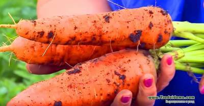 Правда ли что морковь от поливов вырастает «рогатой», уродливой и корявой - vsaduidoma.com