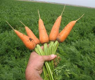 Способы выращивания моркови на поле - sad-dacha-ogorod.com