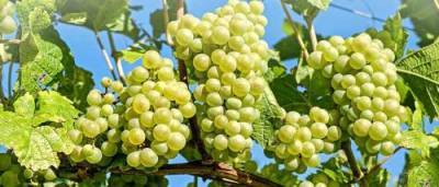 пищевая ценность винограда - selomoe.ru - Россия - г. Виноград - Персия
