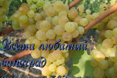 виноград кишмиш 342 - selomoe.ru - г. Виноград