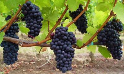 Как правильно выращивать виноград - selomoe.ru - г. Виноград