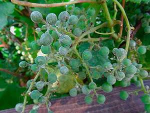Обработка винограда от болезней - selomoe.ru - Англия - г. Виноград