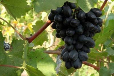 Сорт винограда Кодрянка - selomoe.ru - г. Виноград - Молдавия