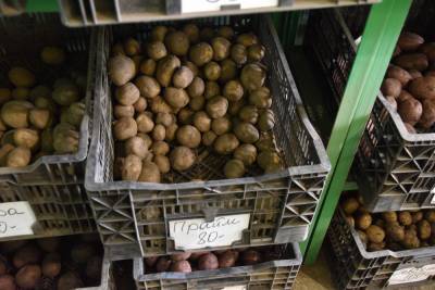 Как правильно прорастить картофель на рассаду? - oblgazeta.ru - Россия - Уральск