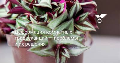 Деформация комнатных традесканций — проблемы и их решения - botanichka.ru