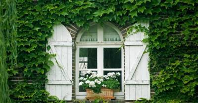 Пять вьющихся растений, которые украсят фасад вашего дома - rus.delfi.lv