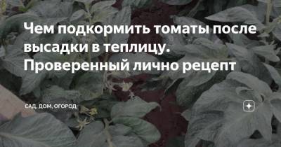 Чем подкормить томаты после высадки в теплицу. Проверенный лично рецепт - zen.yandex.ru